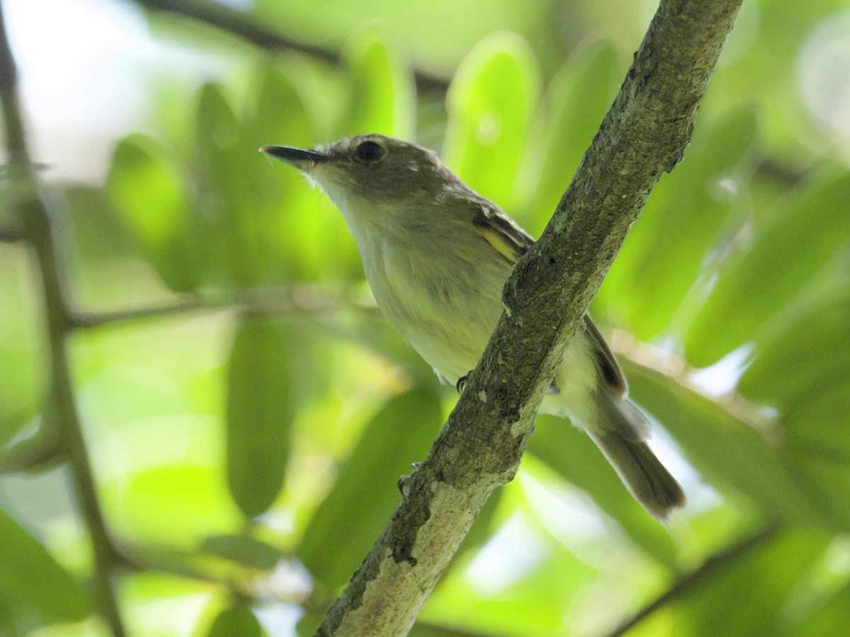 Smoky-fronted Tody-Flycatcher - Yve Morrell