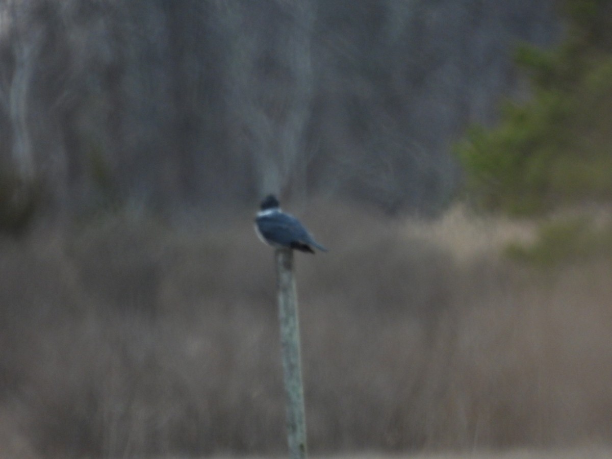 Belted Kingfisher - ML614244335