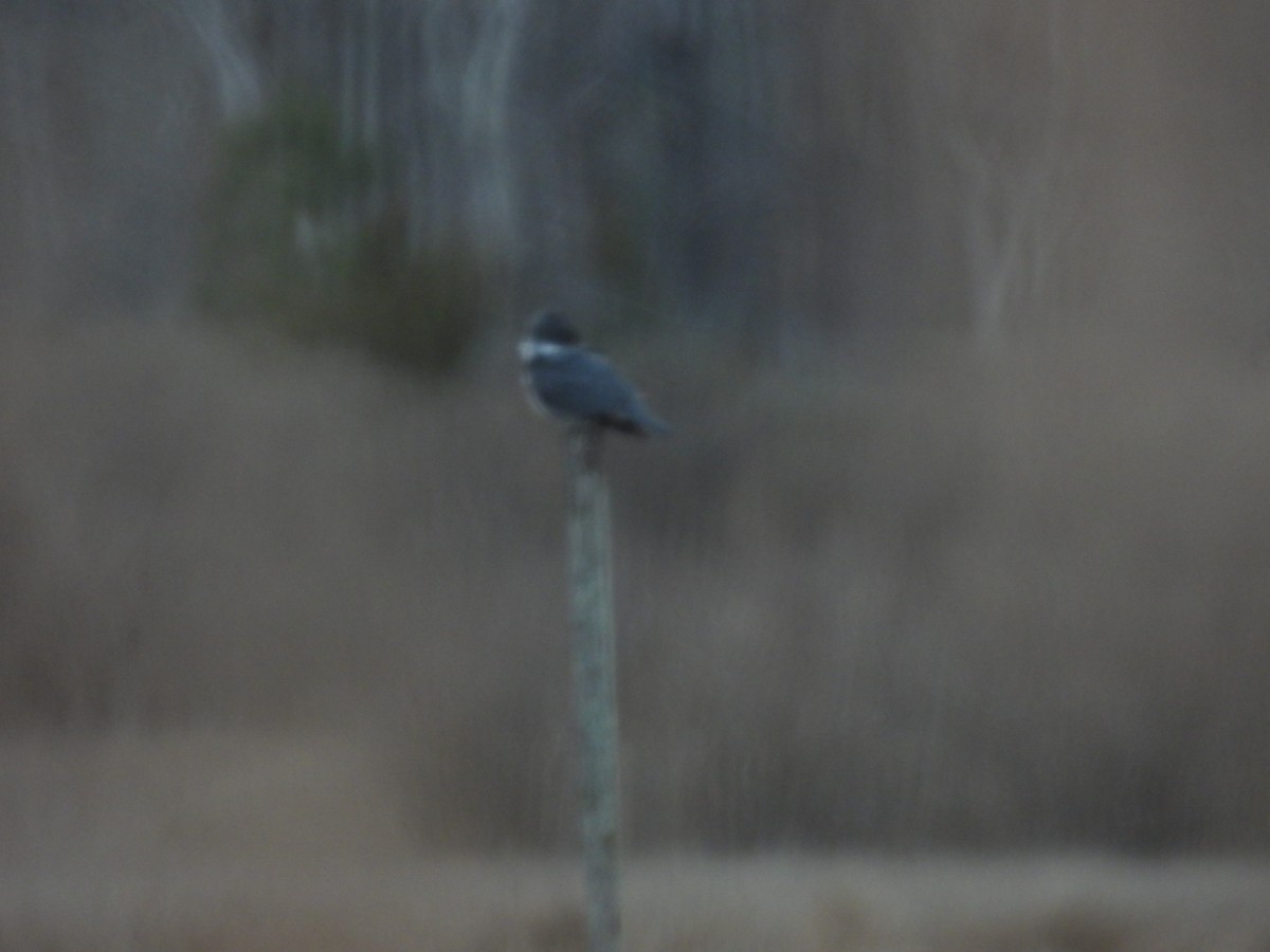 Belted Kingfisher - ML614244336