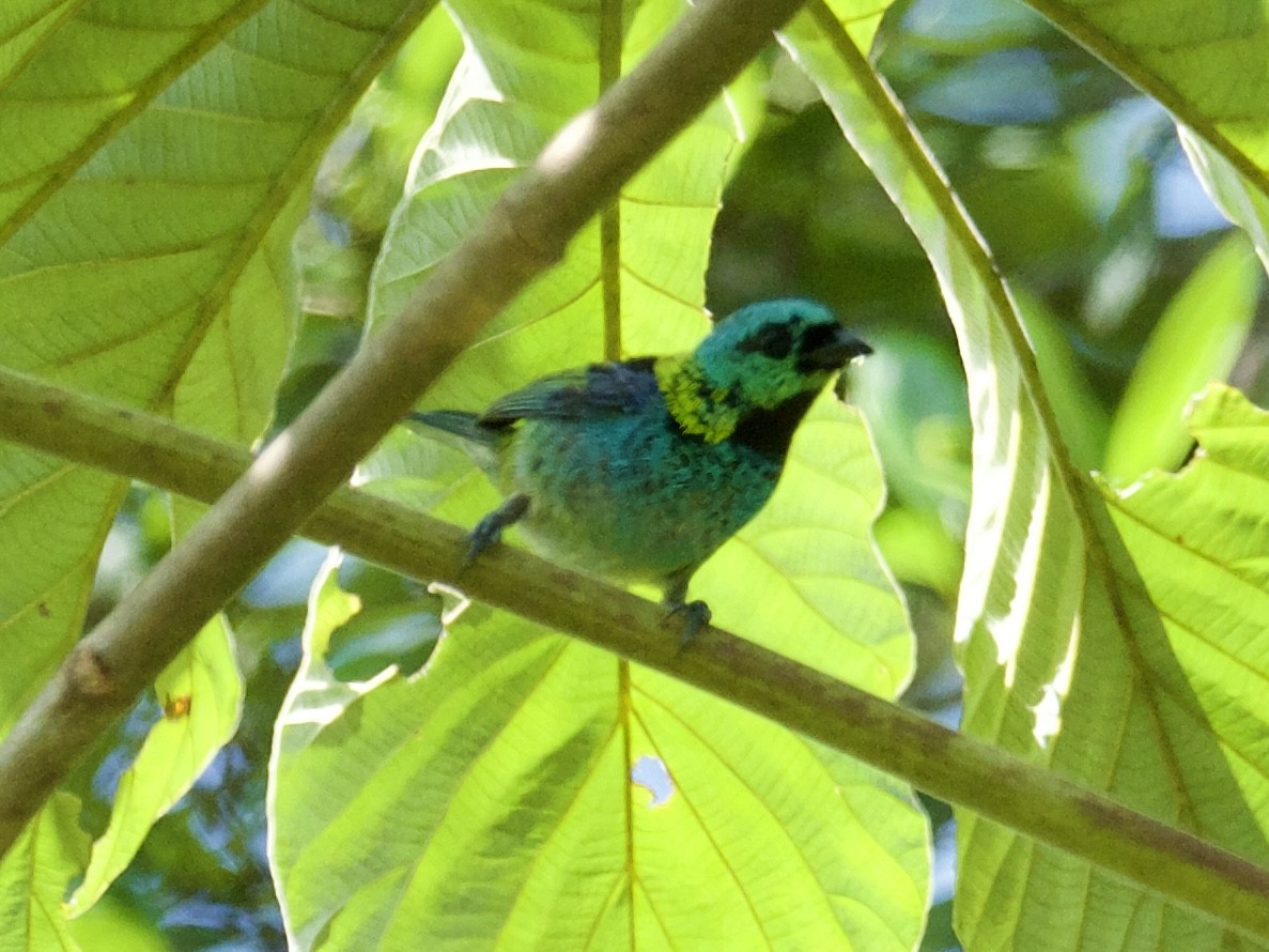 Green-headed Tanager - ML614244354