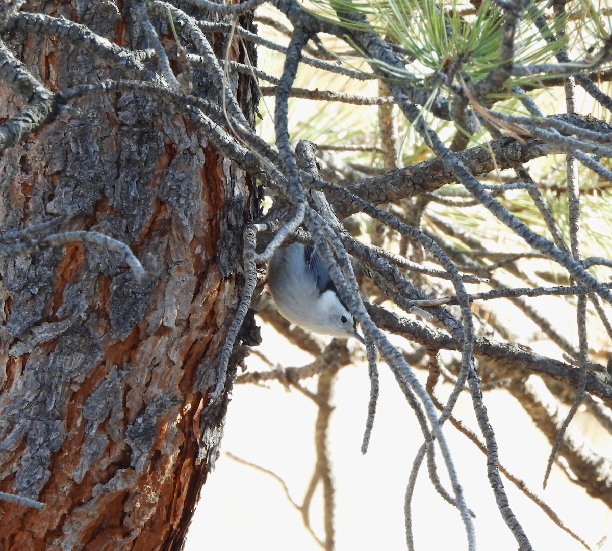 White-breasted Nuthatch - ML614244563