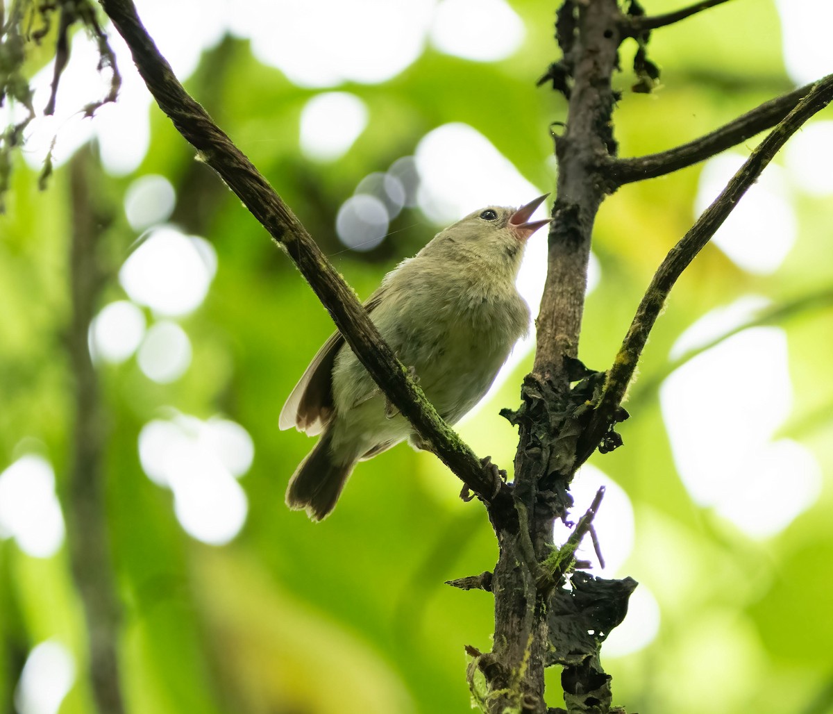 Green Warbler-Finch - ML614244615