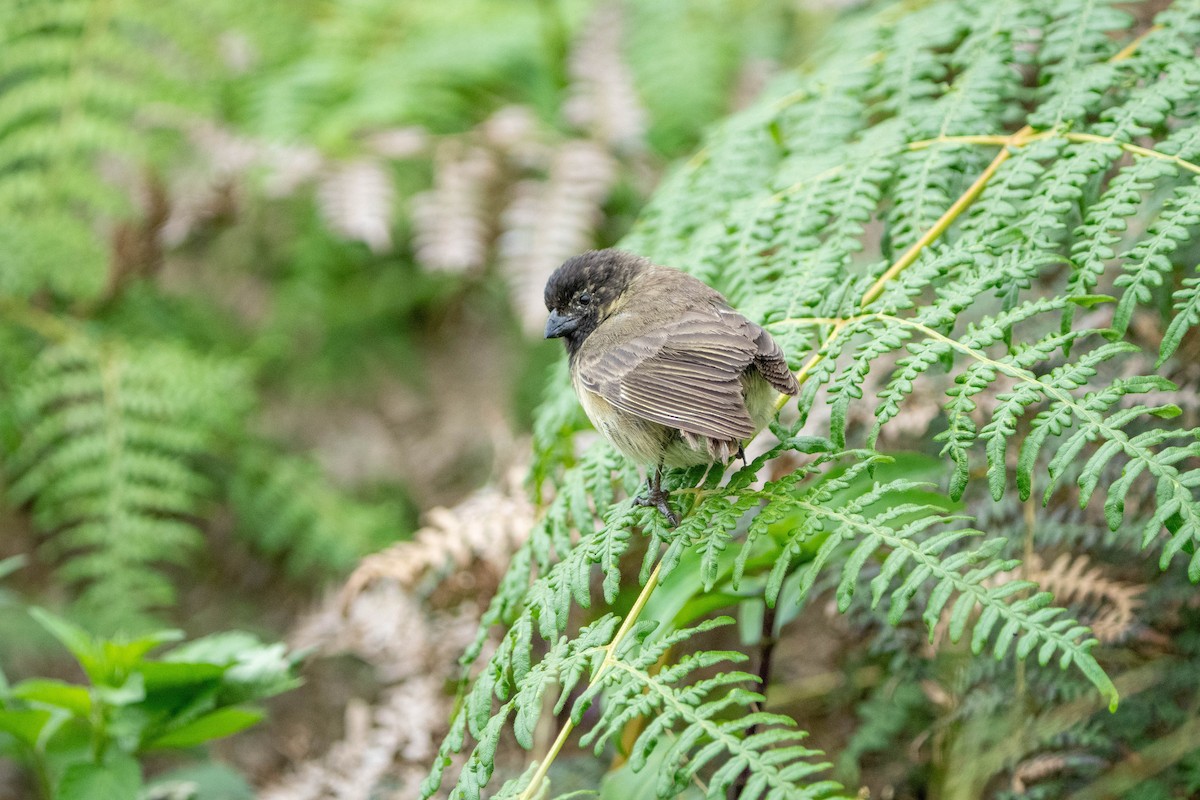Large Tree-Finch - Courtney Rella