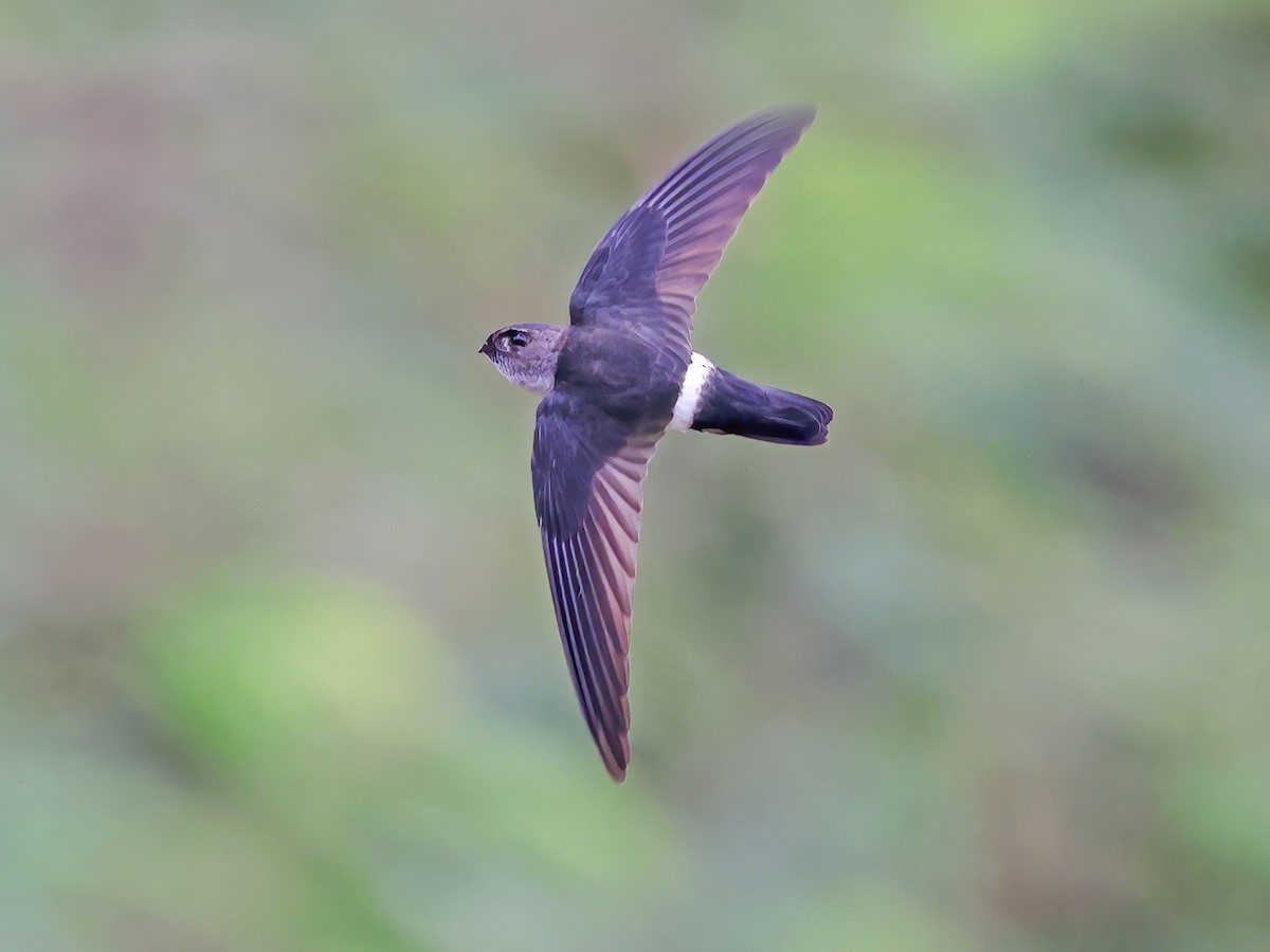 Pygmy Swiftlet - Collocalia troglodytes - Birds of the World