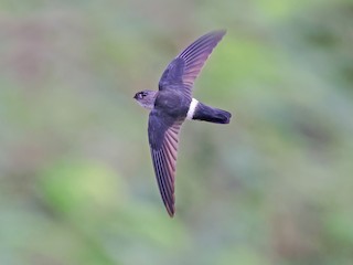  - Pygmy Swiftlet