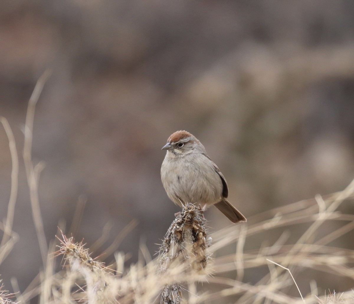 Rufous-crowned Sparrow - Aaron Shipe