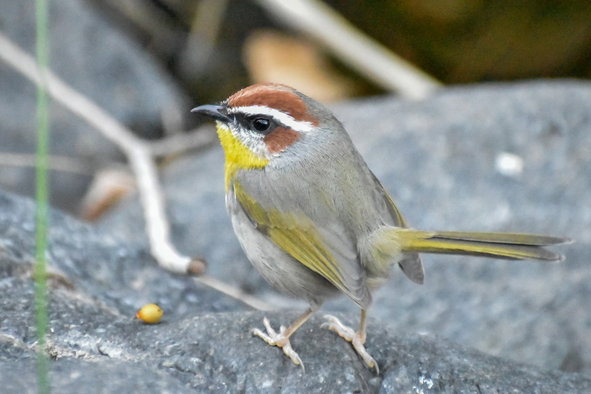 Rufous-capped Warbler - ML614244973