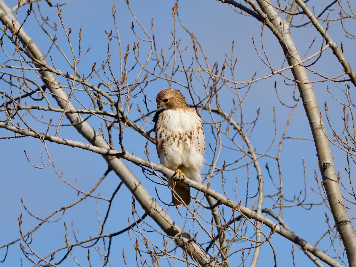 Red-tailed Hawk - Matthew Husson