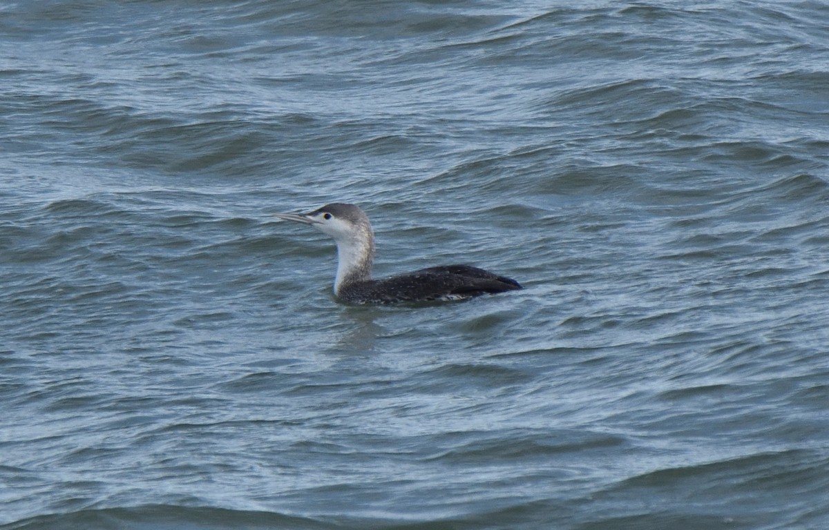 Red-throated Loon - ML614245395