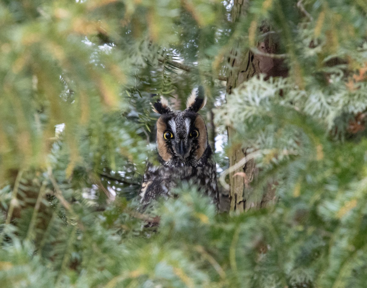 Kulaklı Orman Baykuşu (wilsonianus/tuftsi) - ML614245531