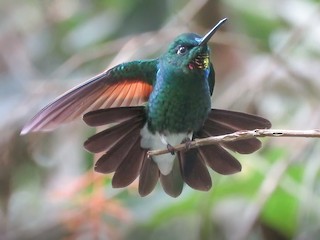  - Rufous-webbed Brilliant