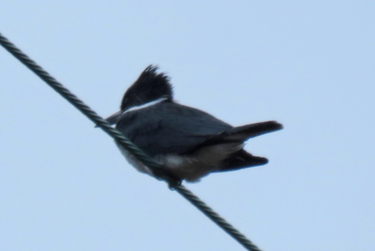 Belted Kingfisher - ML614245583