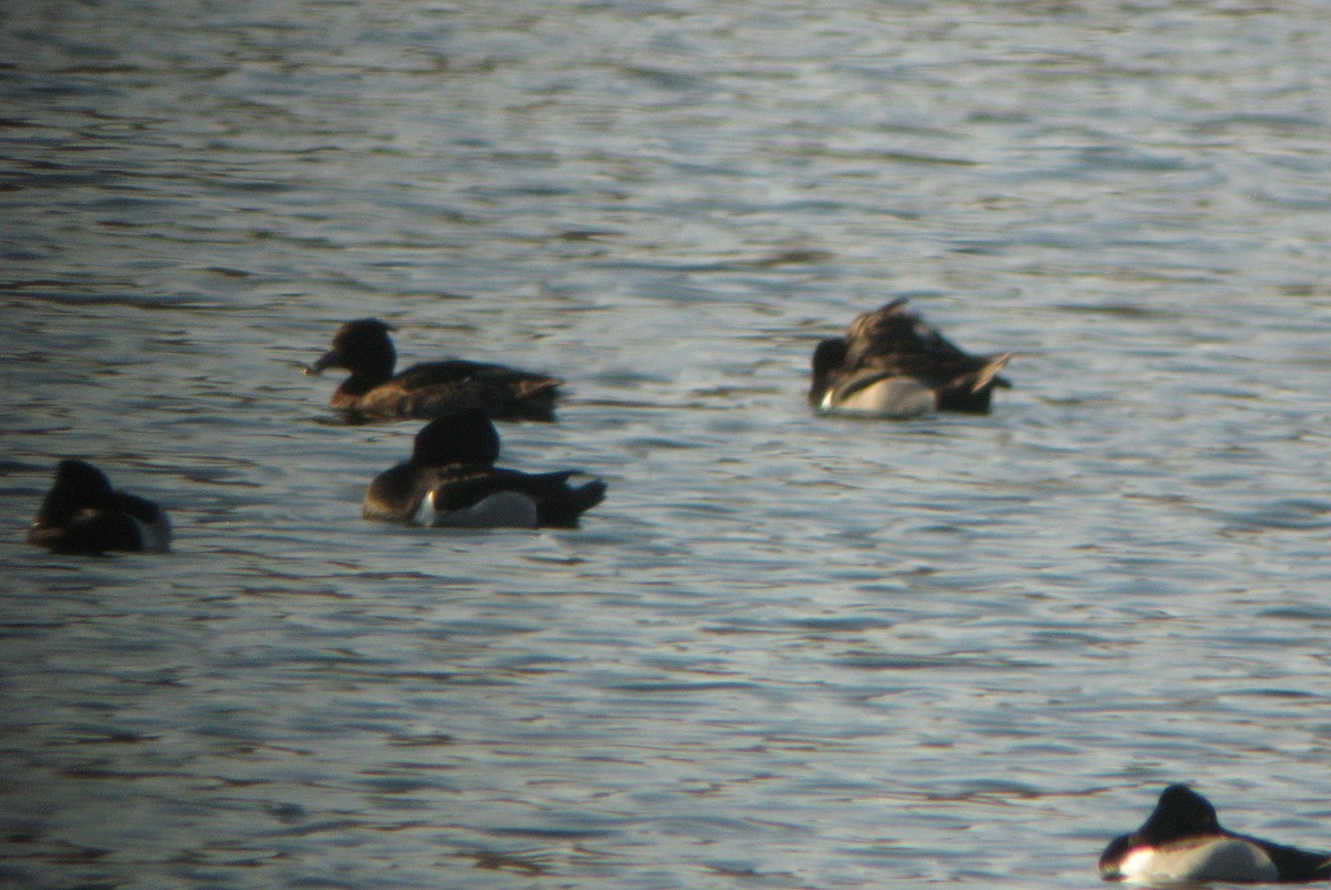 Tufted Duck - ML614245614