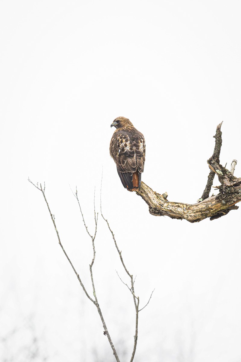 Red-tailed Hawk - ML614245813