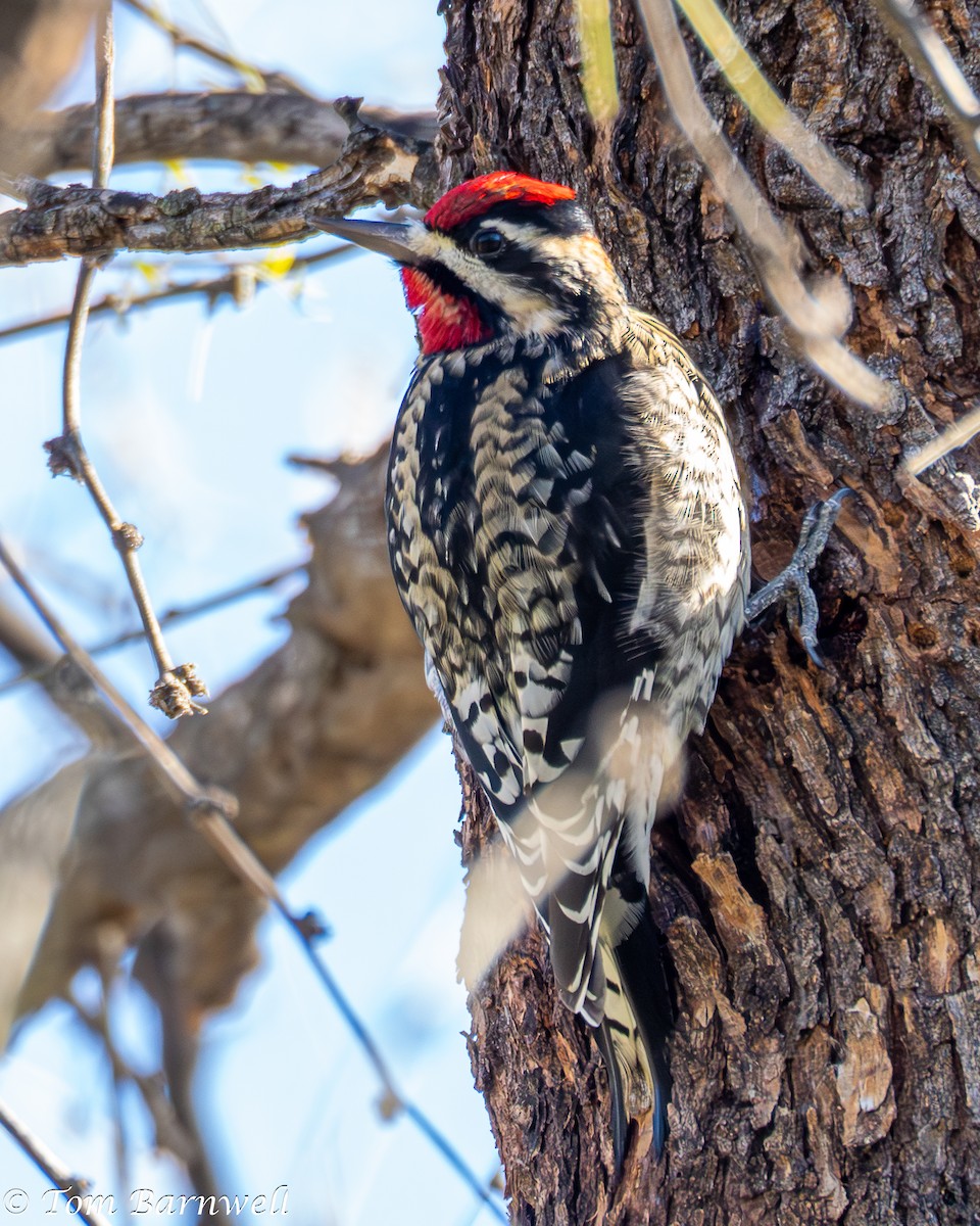 Ebird Checklist Jan Catalina Sp Species