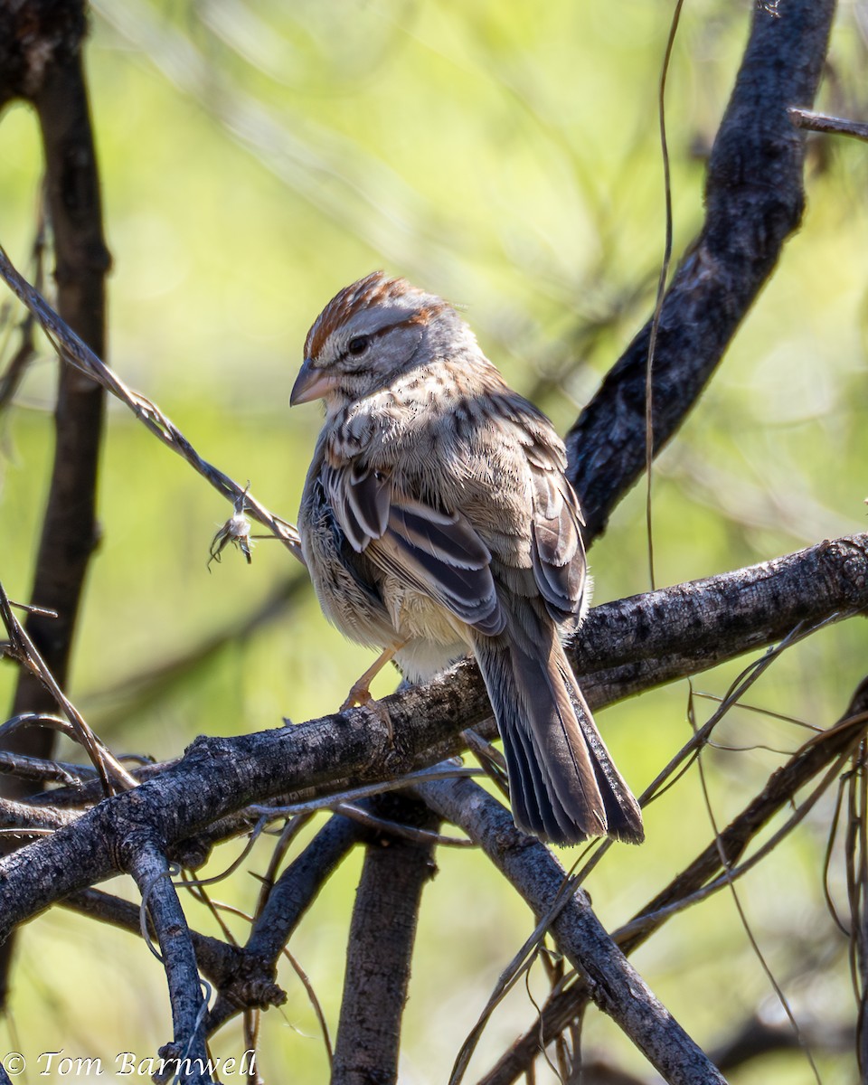 Rufous-winged Sparrow - Thomas Barnwell