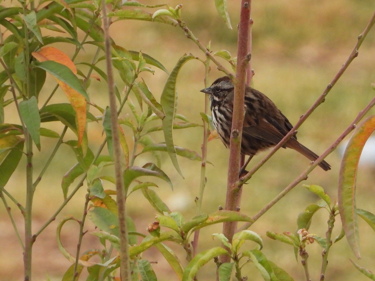 Song Sparrow - Aura Orozco (Mexihca-Aves Birding) 🦩