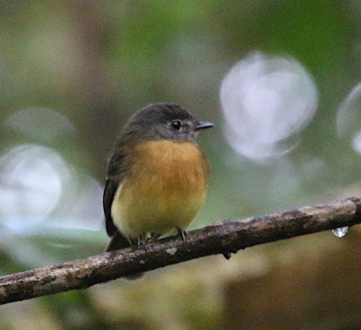 Tawny-chested Flycatcher - Leith Woodall