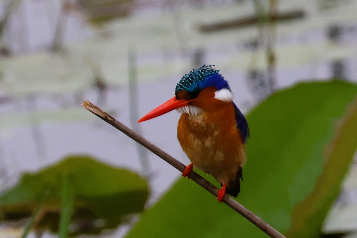 Malachite Kingfisher (Mainland) - ML614246497