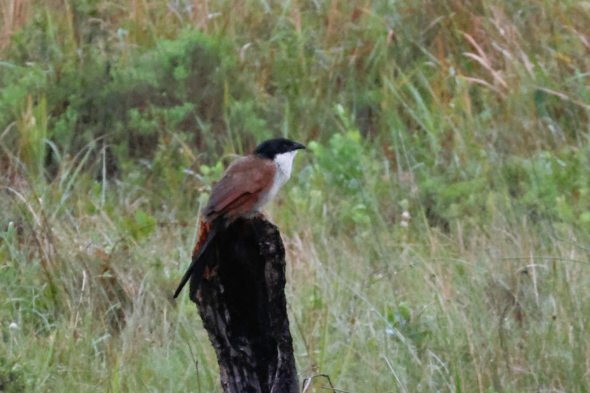 White-browed Coucal (Burchell's) - ML614246739