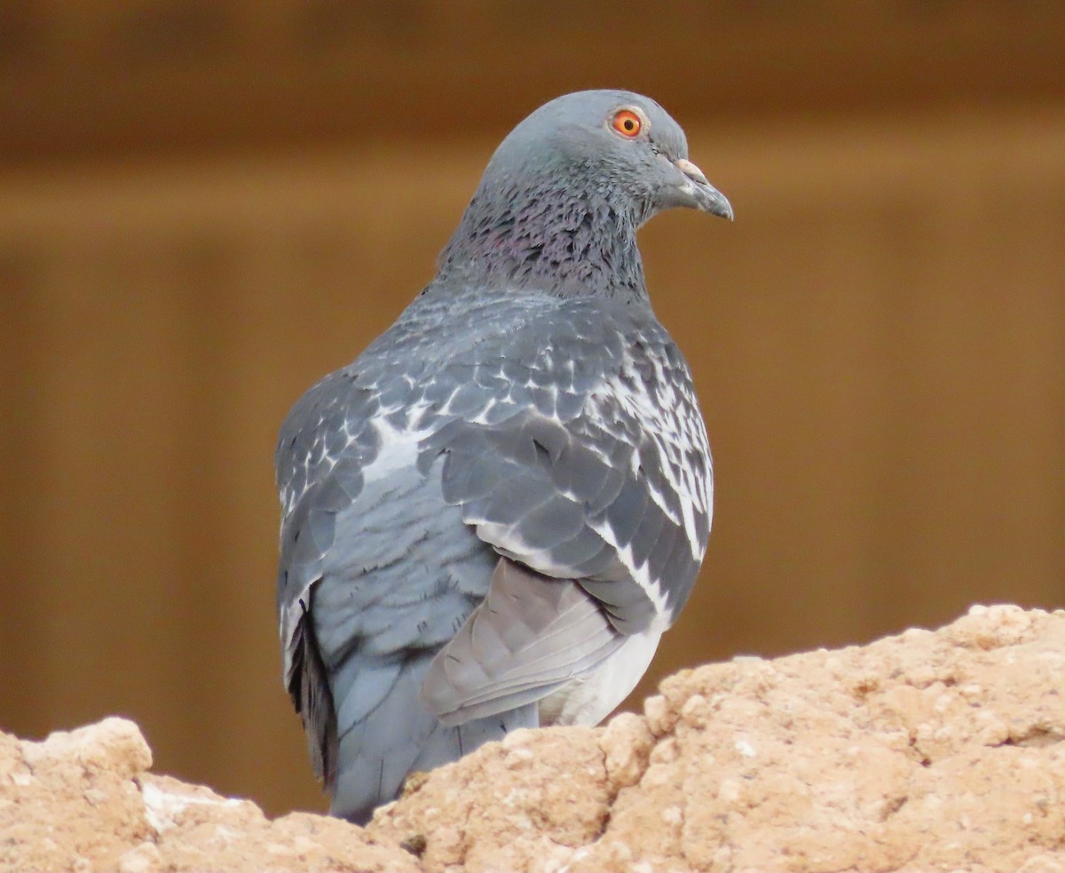 Rock Pigeon (Feral Pigeon) - ML614247285