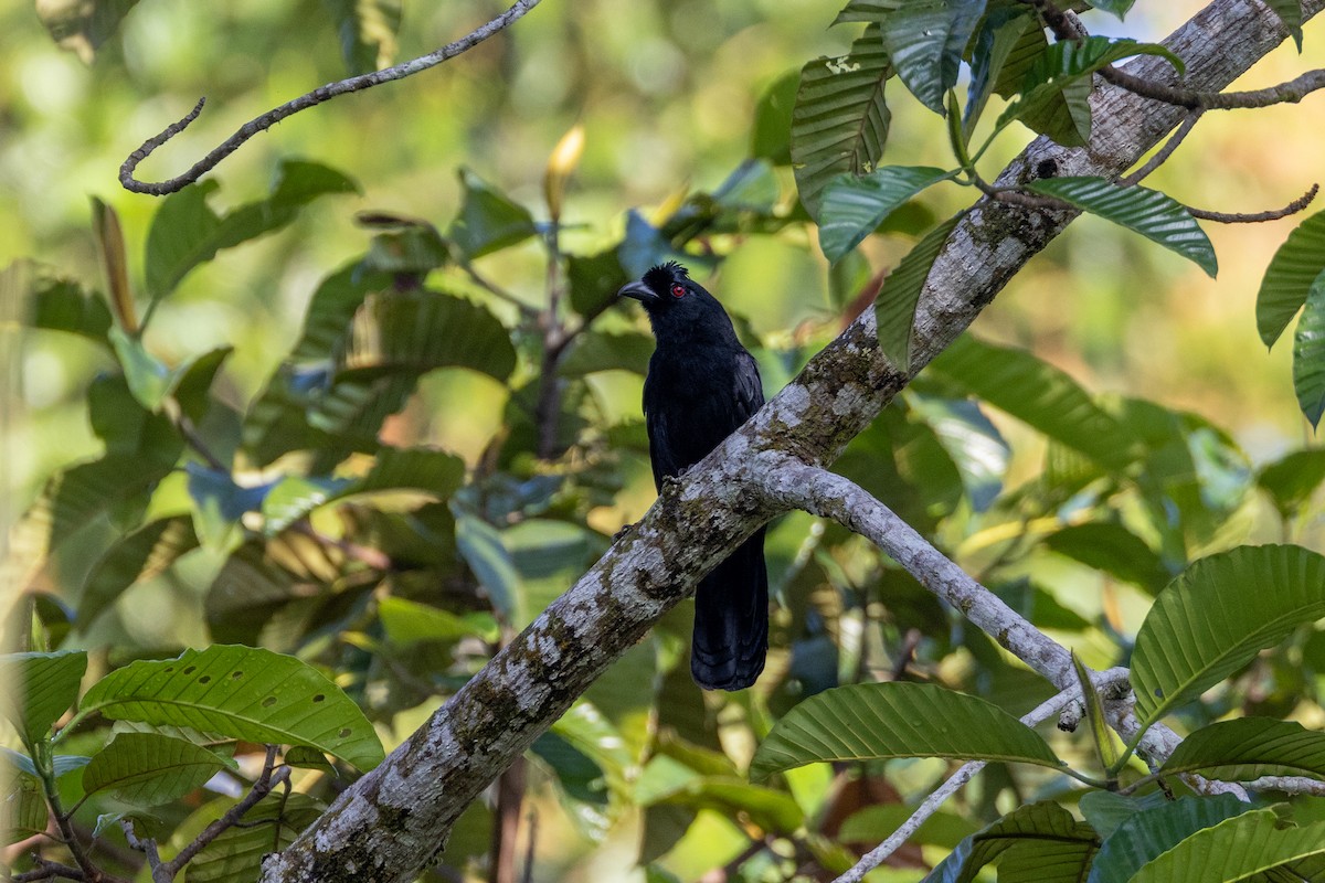 Black Magpie (Bornean) - ML614247455