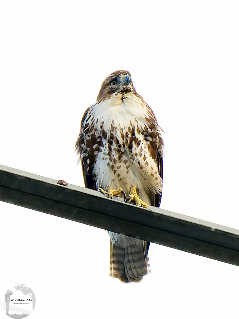 Red-tailed Hawk - ML614247580