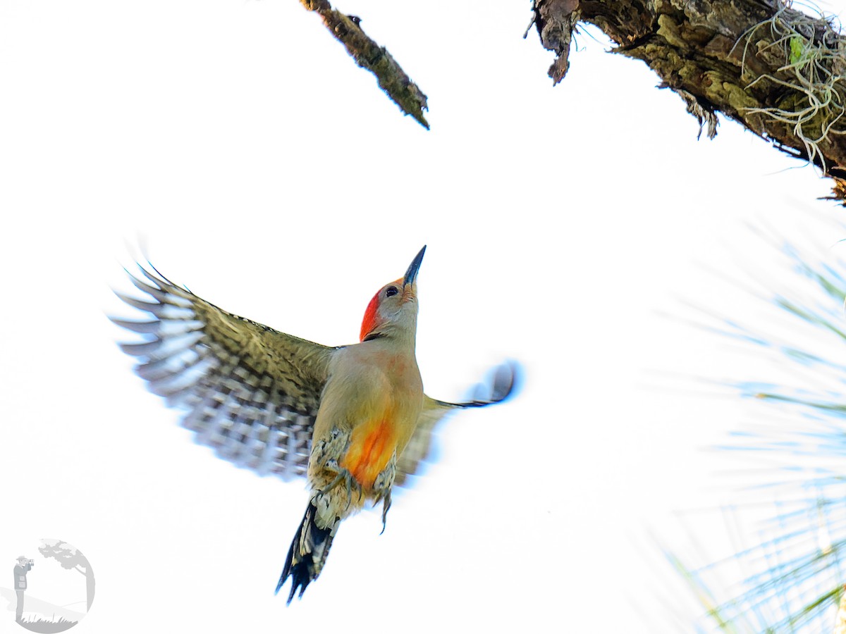 Red-bellied Woodpecker - Alex Molina