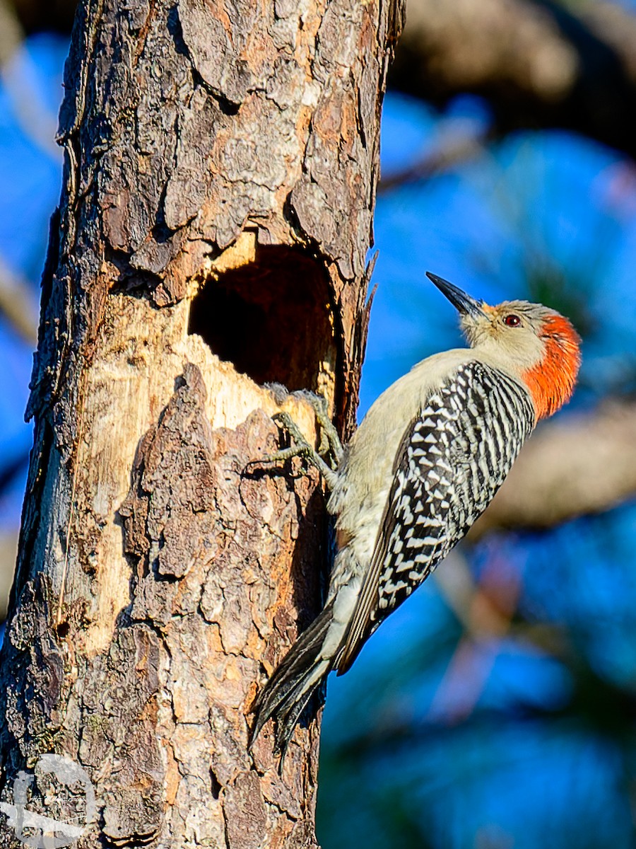 Red-bellied Woodpecker - ML614247601