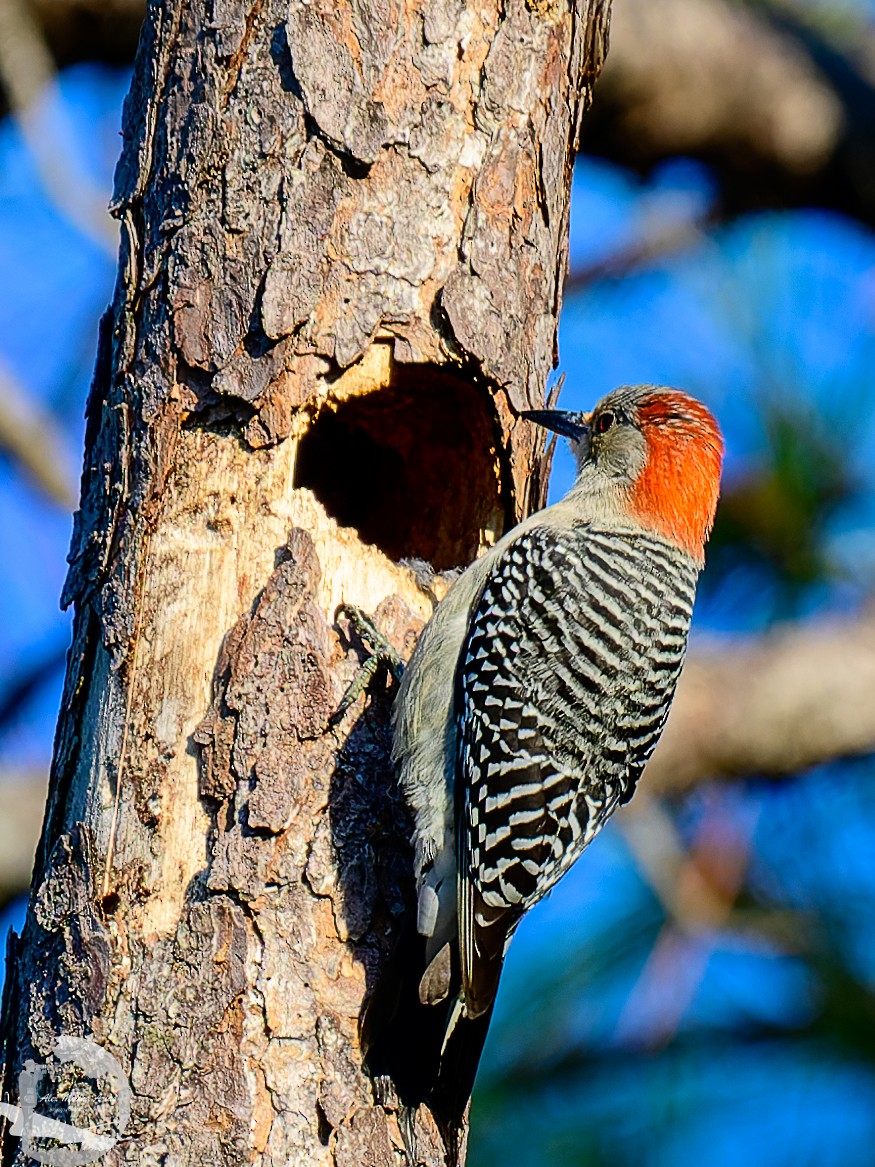 Red-bellied Woodpecker - ML614247602