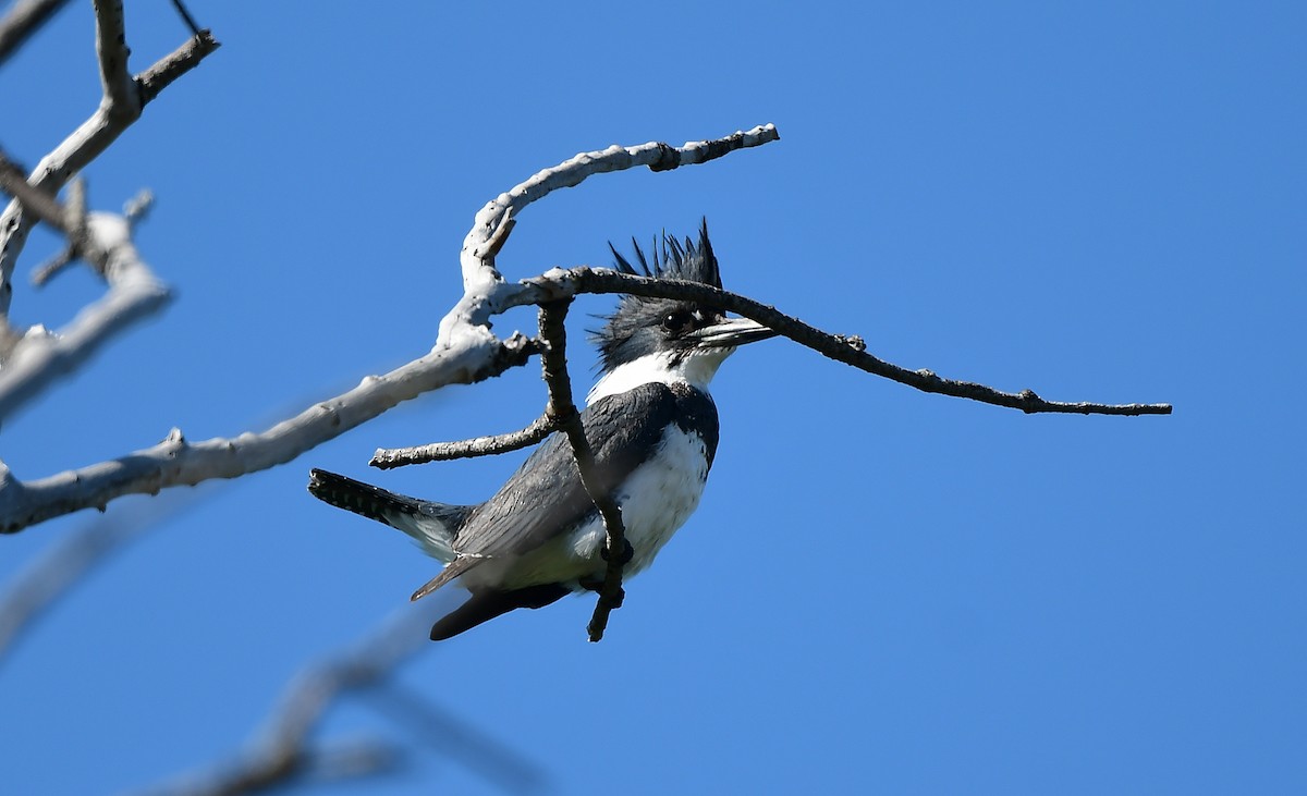 Belted Kingfisher - ML614247642
