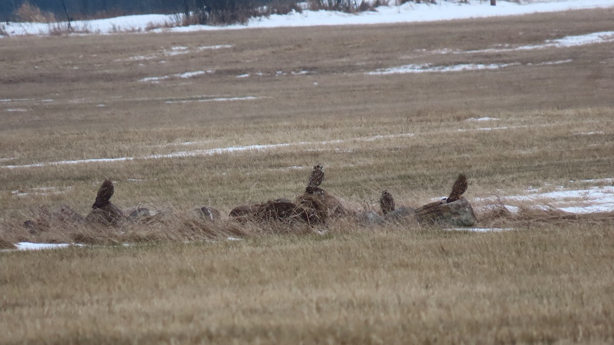 EBird Checklist 31 Jan 2024 Amherst Island 33 Species   1200