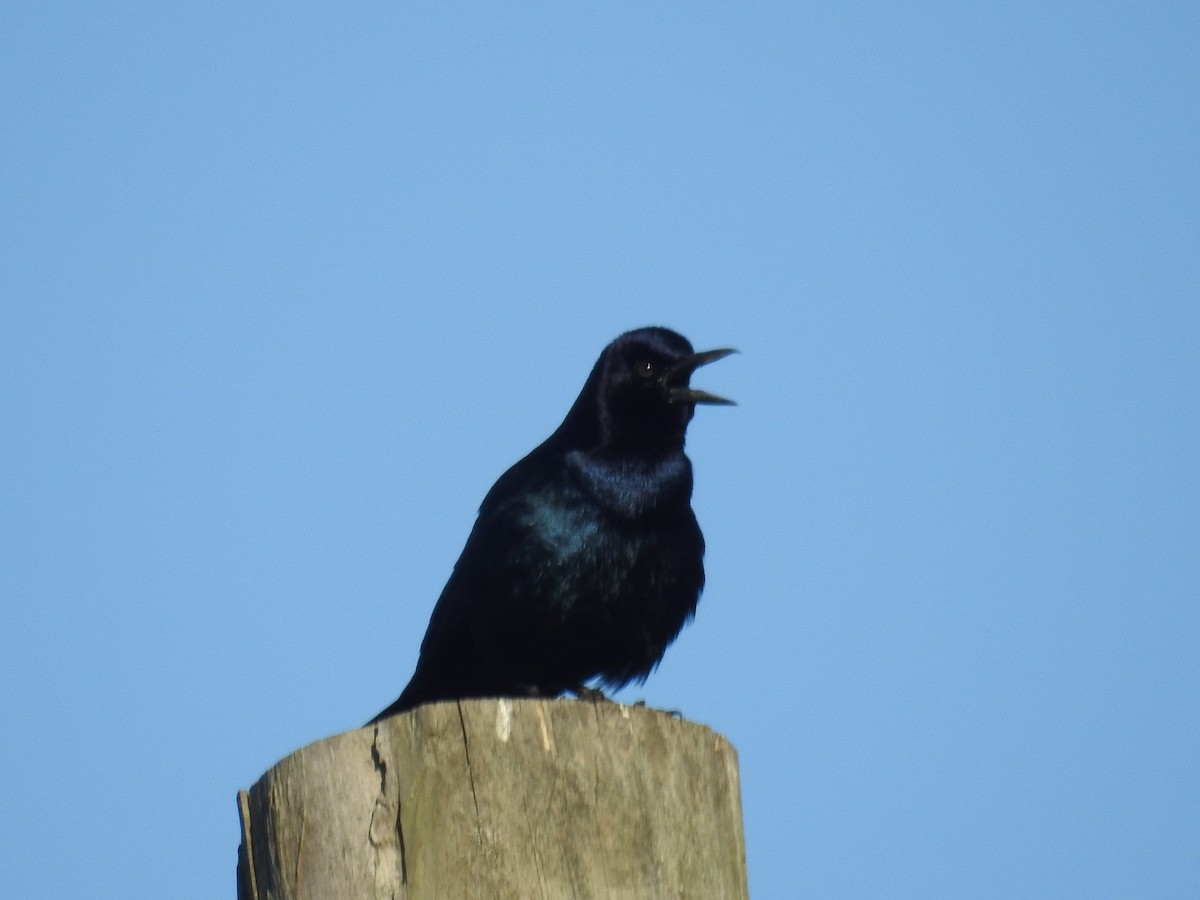 Boat-tailed Grackle - ML614247762
