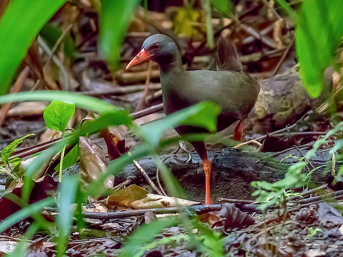 Calayan Rail - Gallirallus calayanensis - Birds of the World