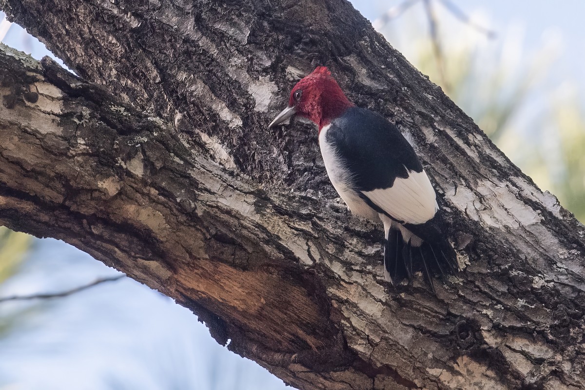 Red-headed Woodpecker - ML614247943