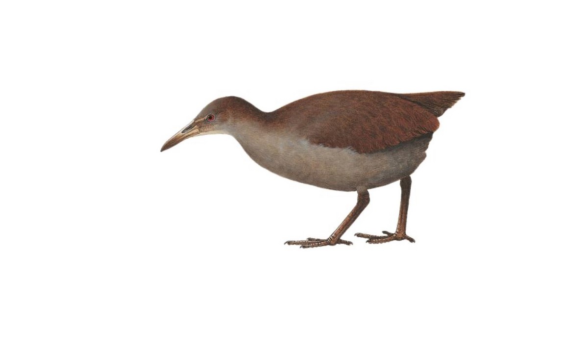 New Caledonian Rail - Gallirallus lafresnayanus - Birds of the World