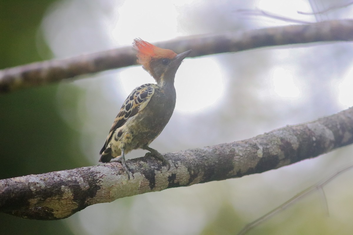 Gray-and-buff Woodpecker (Gray-and-buff) - Supot Surapaetang