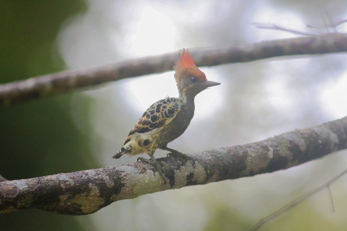Gray-and-buff Woodpecker (Gray-and-buff) - ML614248089