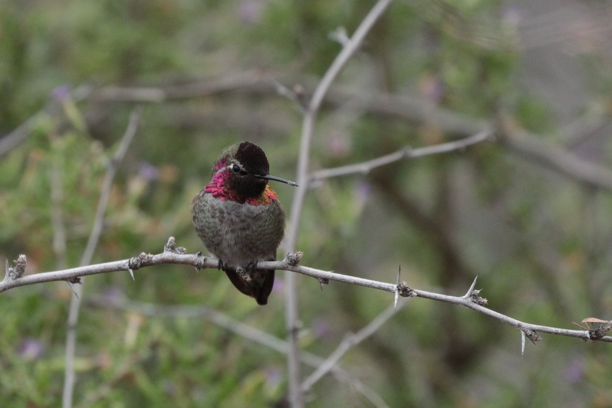 Anna's Hummingbird - ML614248123