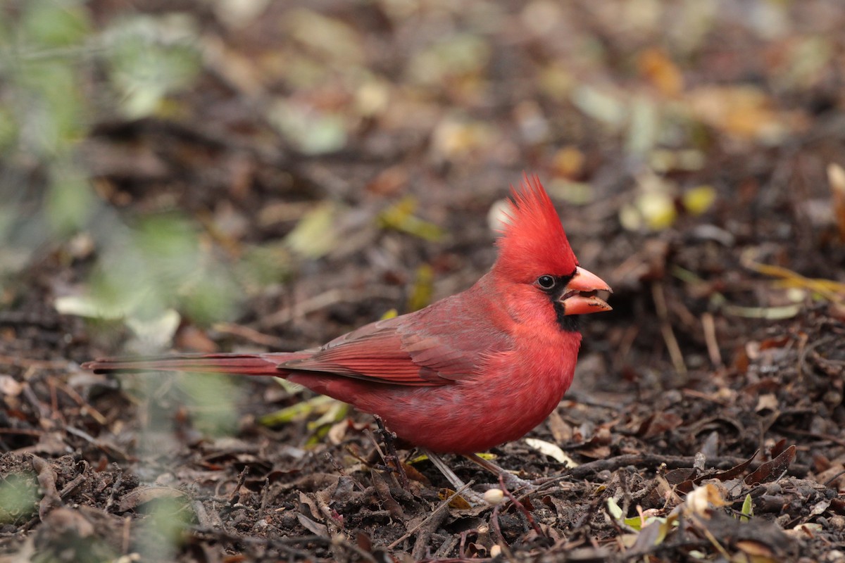 Cardinal rouge - ML614248214