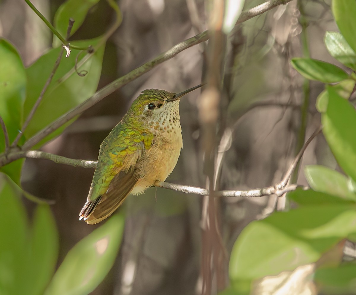 Calliope Hummingbird - ML614248349