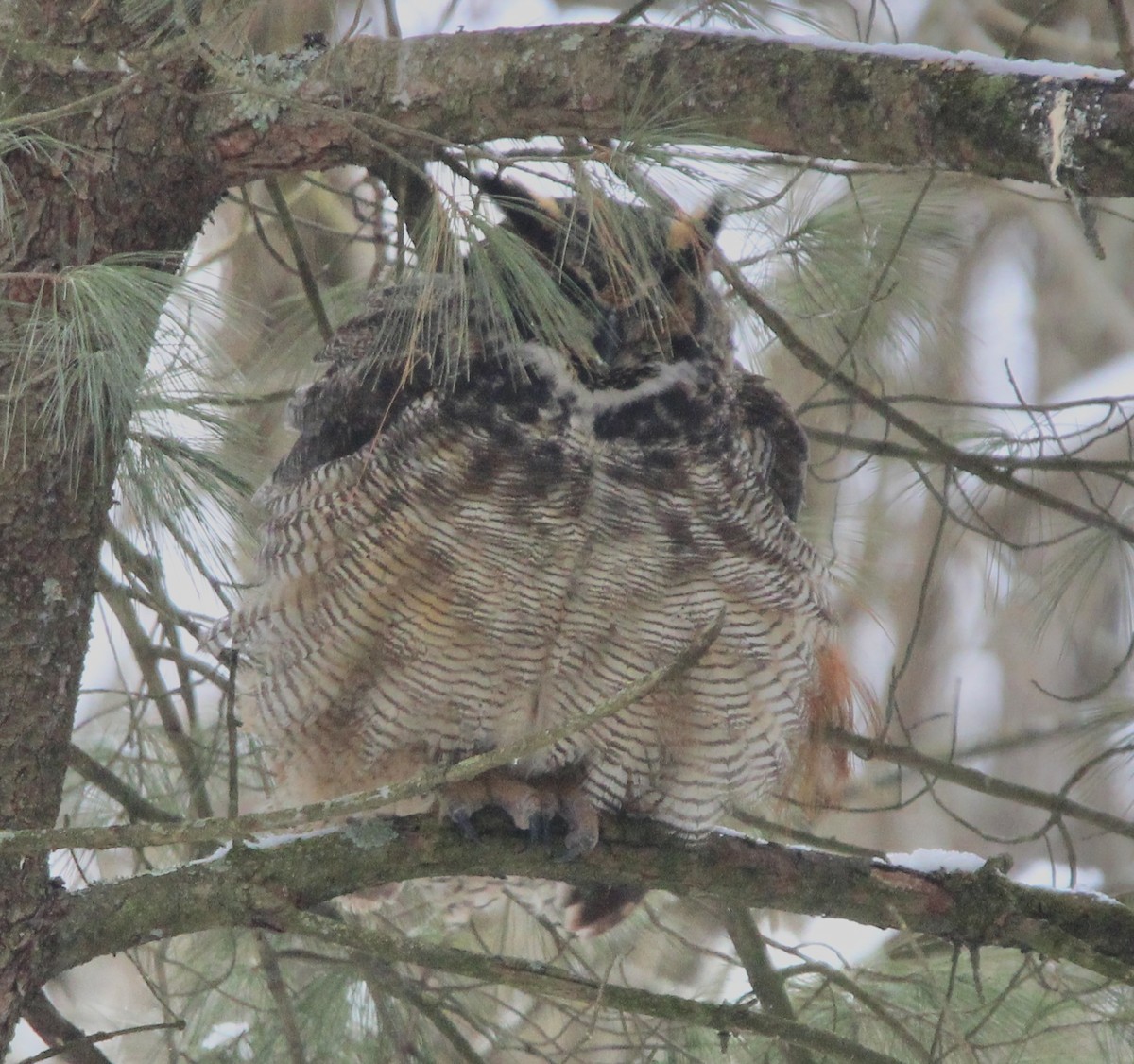 Great Horned Owl - ML614248437