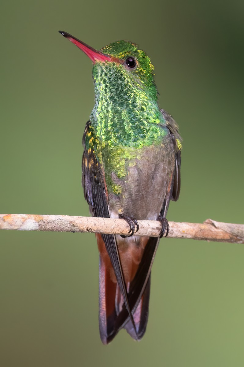 Rufous-tailed Hummingbird - Mark Chappell