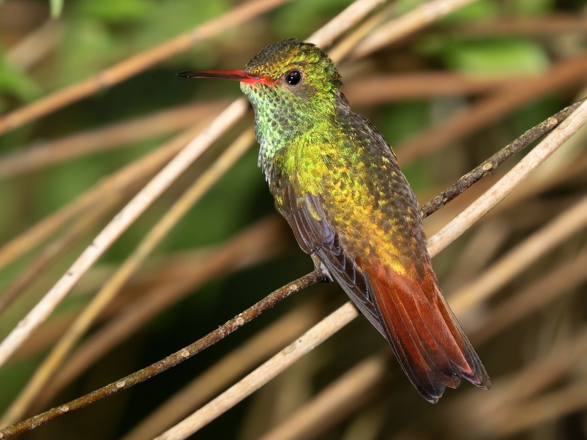 Rufous-tailed Hummingbird - ML614248979