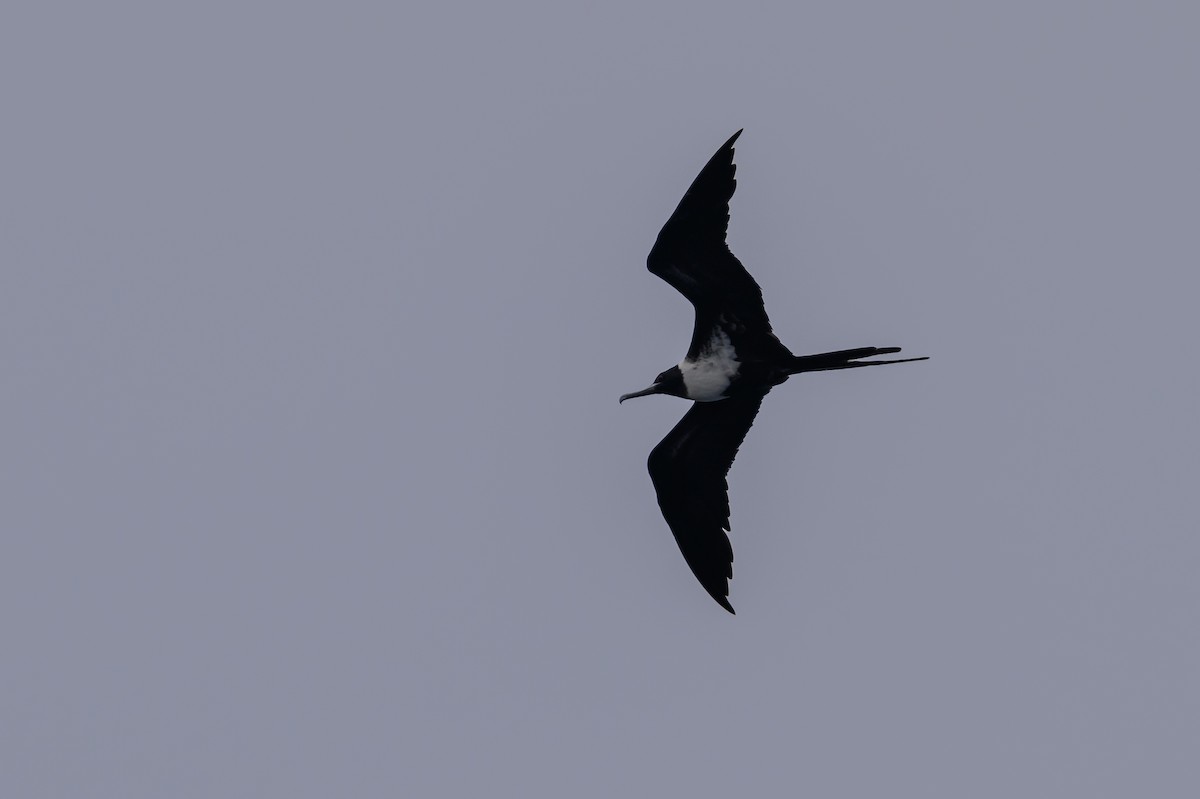 Lesser Frigatebird - ML614248994