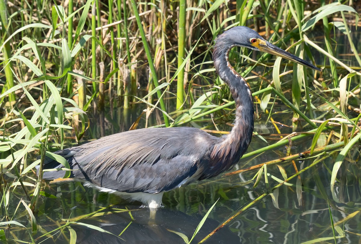 Tricolored Heron - Mark Chappell