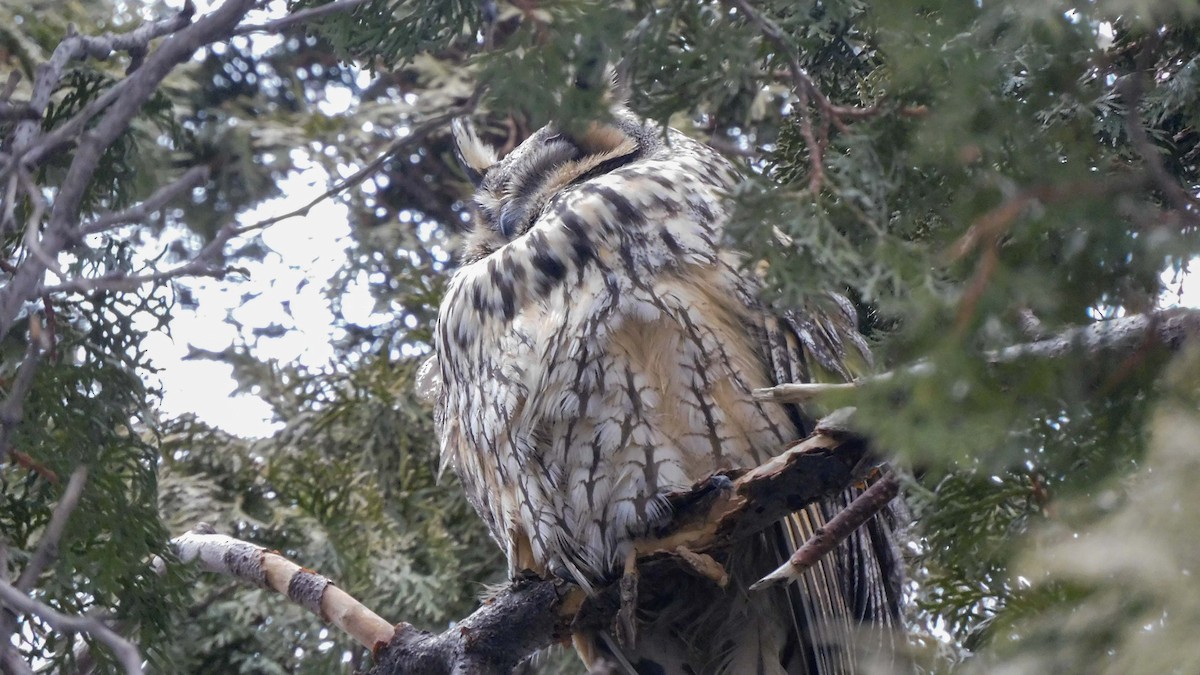 Long-eared Owl - ML614249261