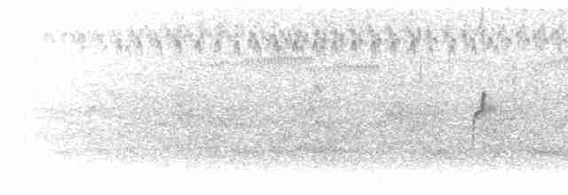 Пісочник маорійський (підвид aquilonius) - ML614249304