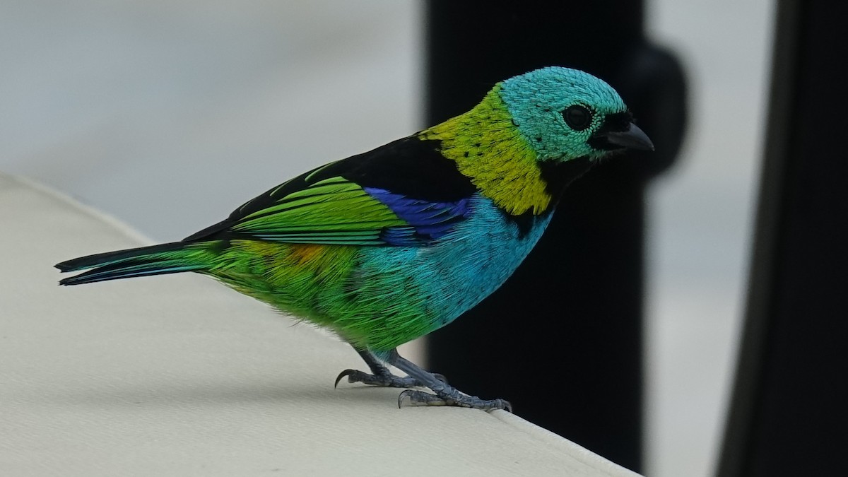 Green-headed Tanager - ML614249430