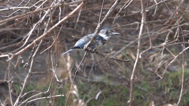 Belted Kingfisher - ML614249528